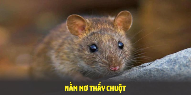 nằm mơ thấy chuột đánh số gì