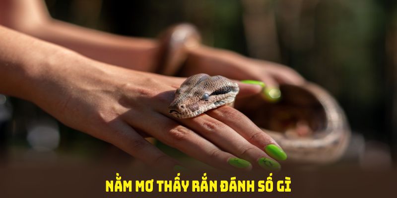 nằm mơ thấy rắn đánh số gì