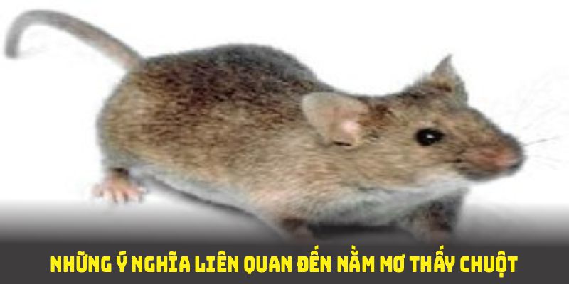 Những ý nghĩa liên quan đến nằm mơ thấy chuột đánh số gì bạn cần nắm