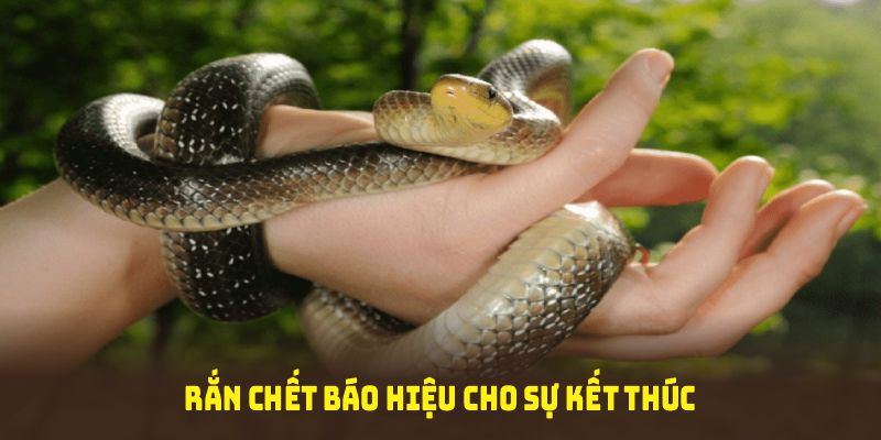 Chiêm bao thấy rắn chết báo hiệu cho sự kết thúc